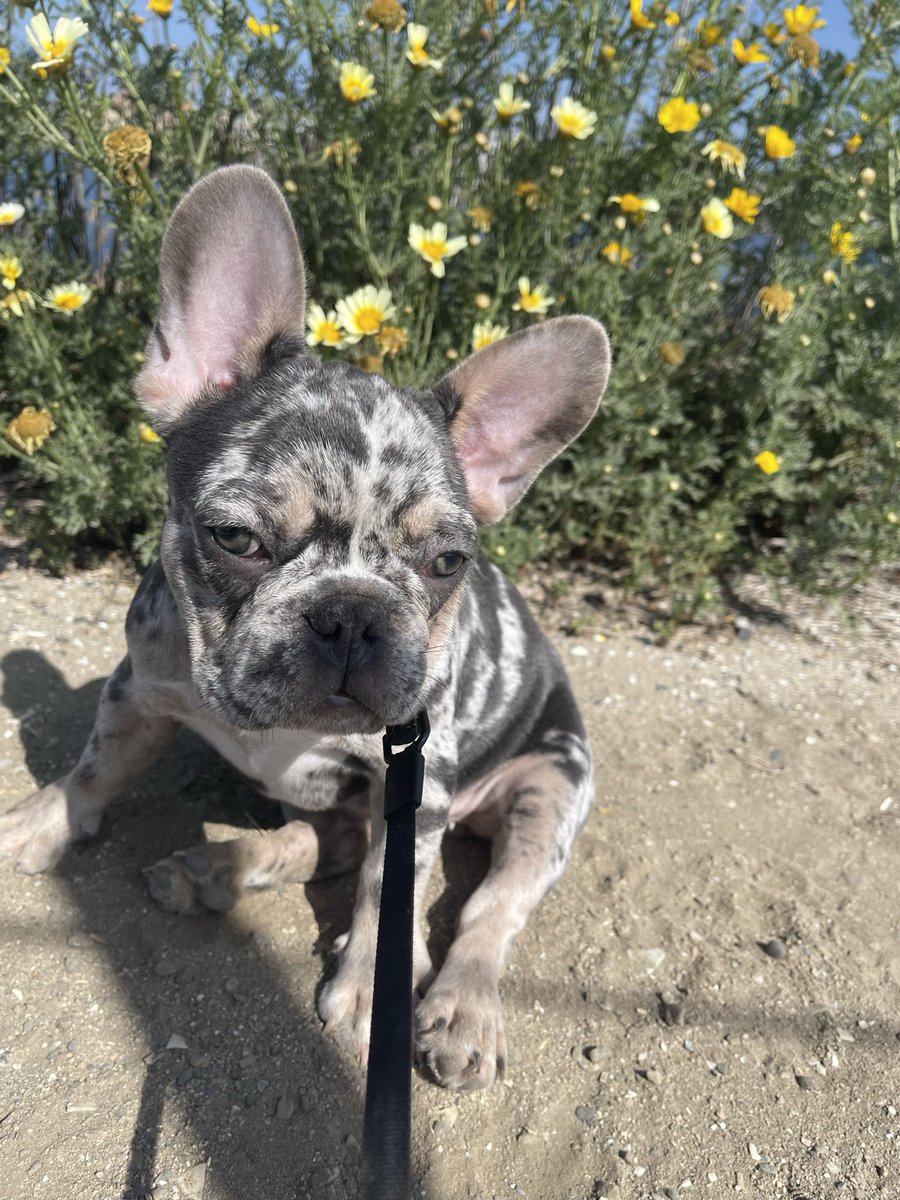 DaddyPilot213's tweet image. It’s already been sense Coco-Melon had puppies. This is Coco-melon with Jr-Melon. I had no intention on selling her until I met a couple on while walking the beach the met my outrageous price. #ThrowbackThursday #Frenchie #Bullys #Frenchbulldogs #BlackBoyJoy