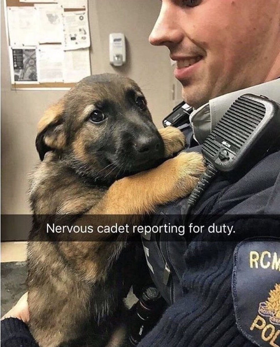PuppiesIover's tweet image. Please don’t pass without leaving a ❤️ for this cadet, it’s his first day at work
