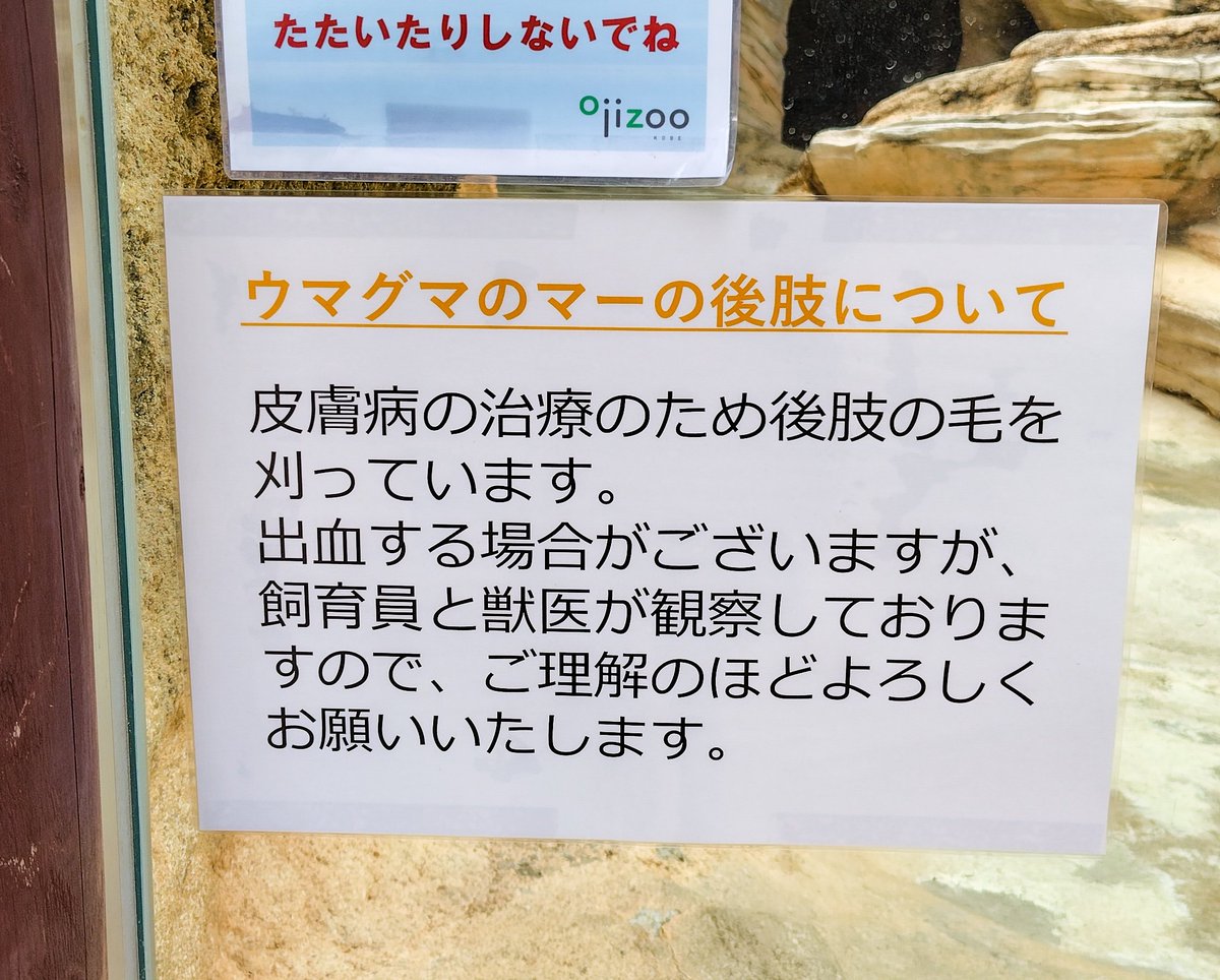 マーさんについて掲示がありました🐻

張り出したんだって思ってたら…

つづく

#王子動物園