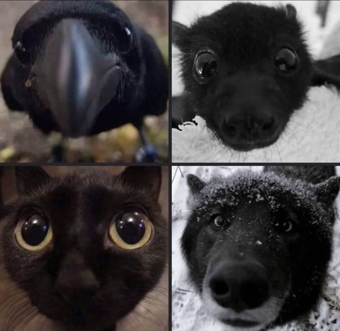 They’re friends 🖤
