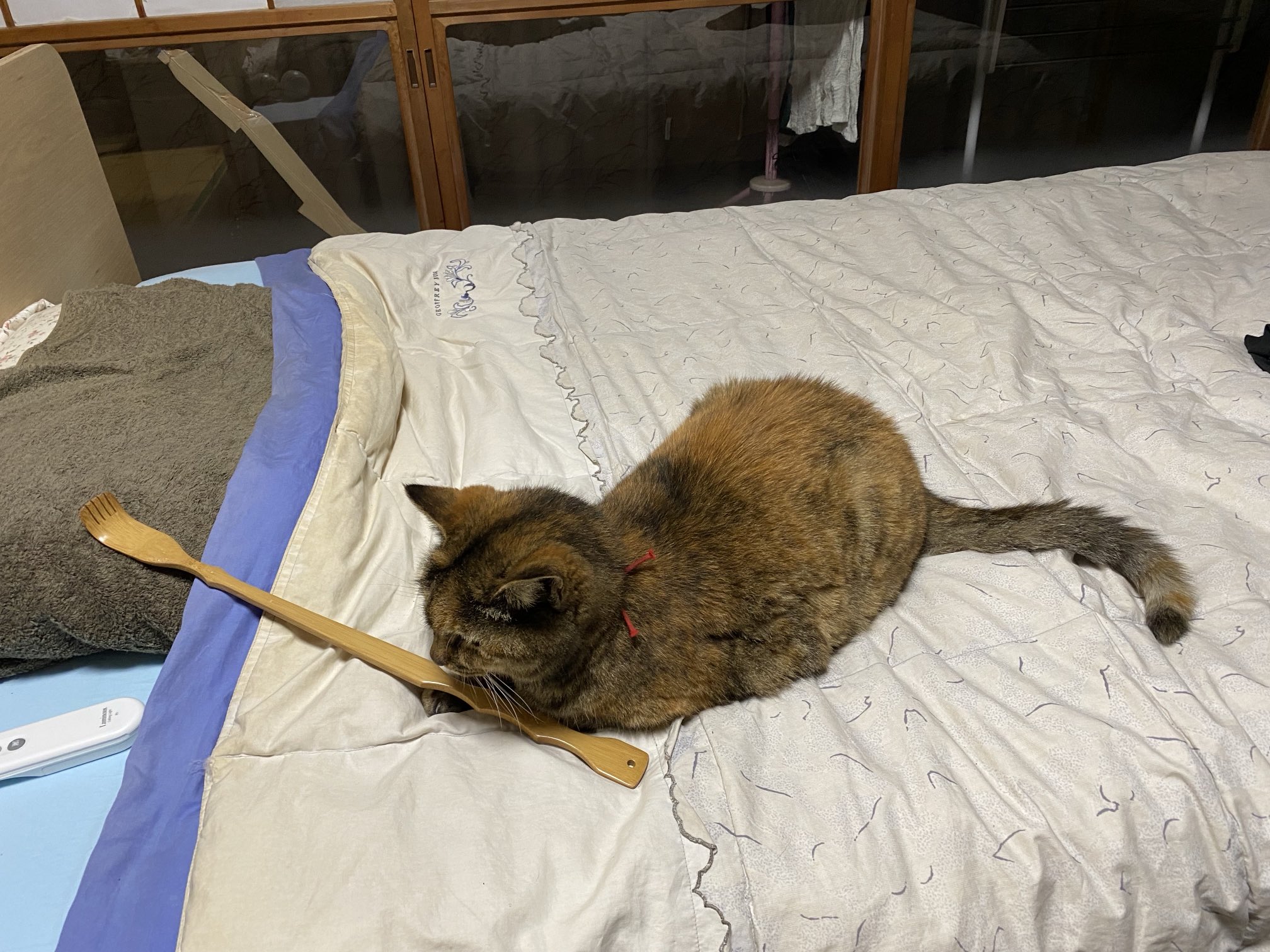 ねこ先輩 on X: 