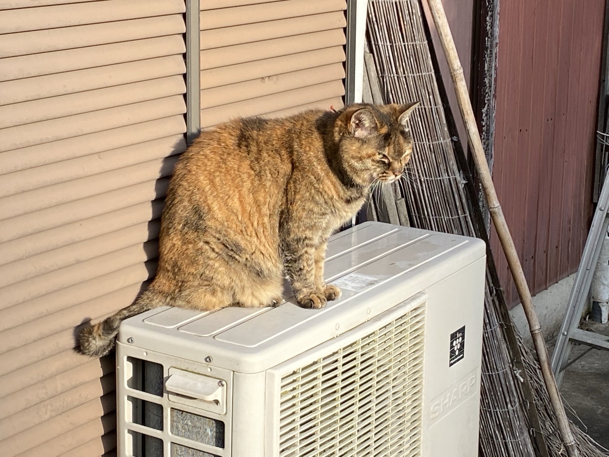 猫先輩  2点 ニョキっと出てきた😹 #逆再生→ #大福 #ラッキーズ