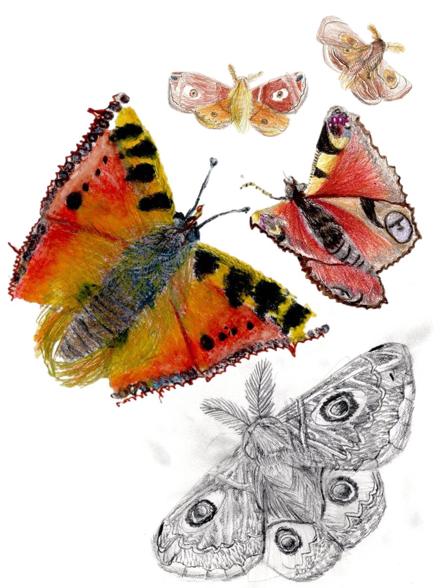Benjamin Fallow (@benjaminfallow) on Twitter photo ‘It’s the last few days to join in with the Big Butterfly Count! It’s a brilliant way to help our pollinators, and really fun to do!’
bigbutterflycount.org
Painted and drawn age 6-8 🥹❤️ Small tortoiseshell, peacock butterfly, and emperor moths 🦋🧡 <a href="/savebutterflies/">Butterfly Conservation 🦋</a> ‘It’s the last few days to join in with the Big Butterfly Count! It’s a brilliant way to help our pollinators, and really fun to do!’
bigbutterflycount.org
Painted and drawn age 6-8 🥹❤️ Small tortoiseshell, peacock butterfly, and emperor moths 🦋🧡 <a href="/savebutterflies/">Butterfly Conservation 🦋</a>