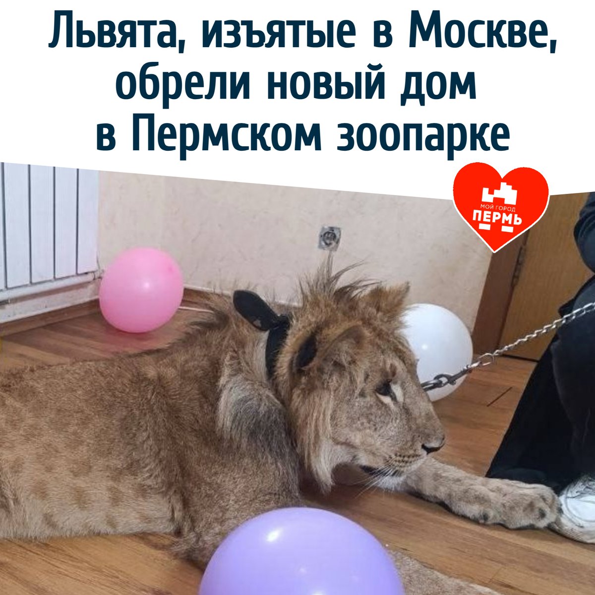 МОЙ ГОРОД - ПЕРМЬ! tweet media