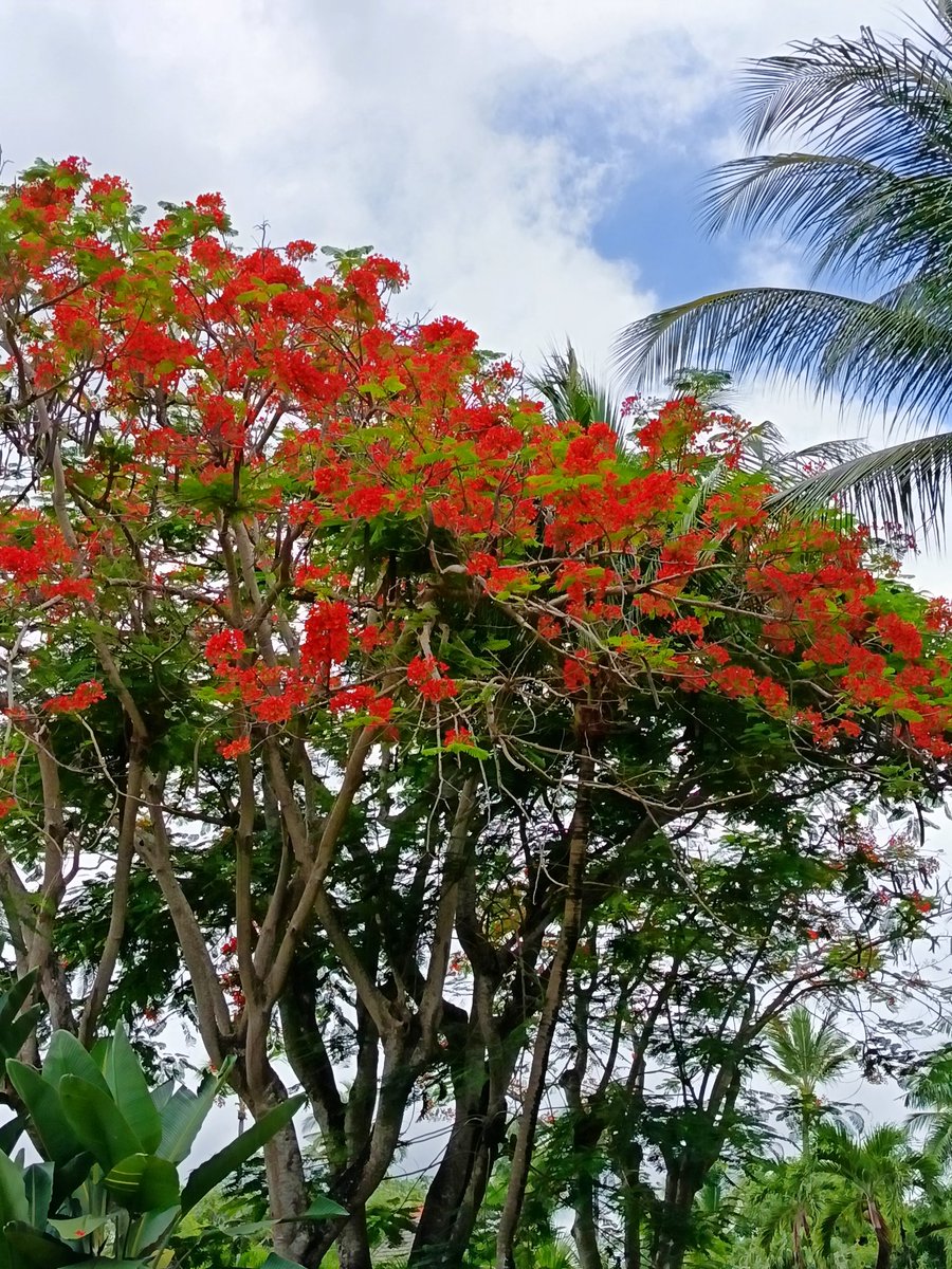 Take me back 🩵 #beach #DR #vacation