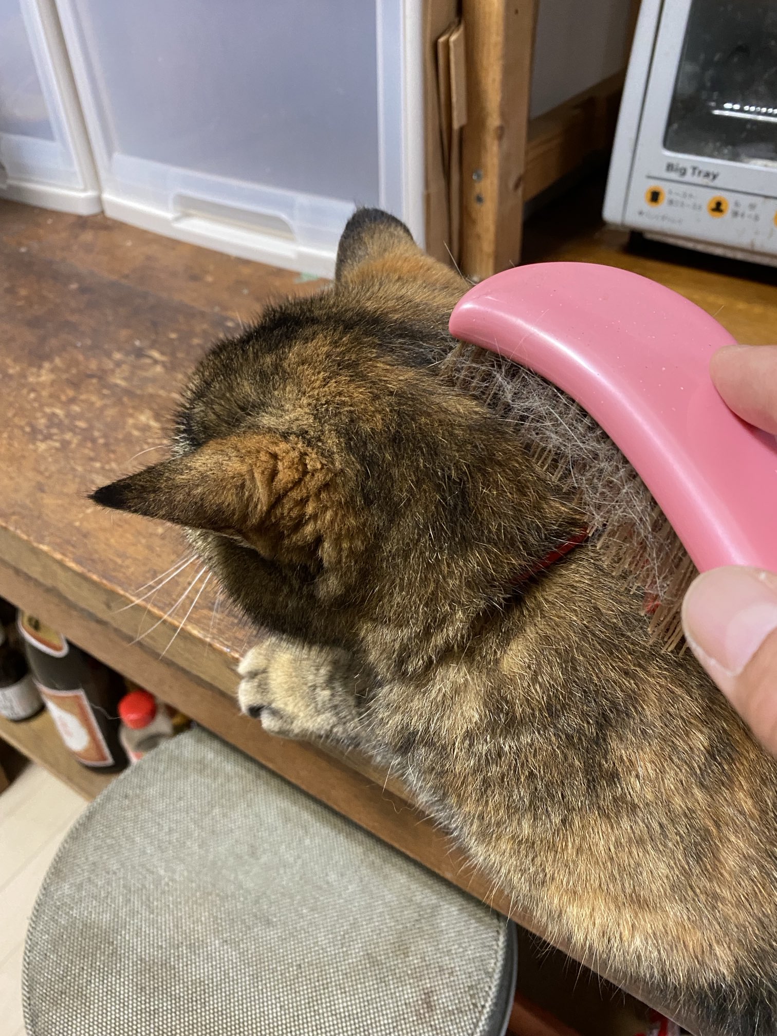 猫先輩  2点 A two-month record of how a former stray cat who was