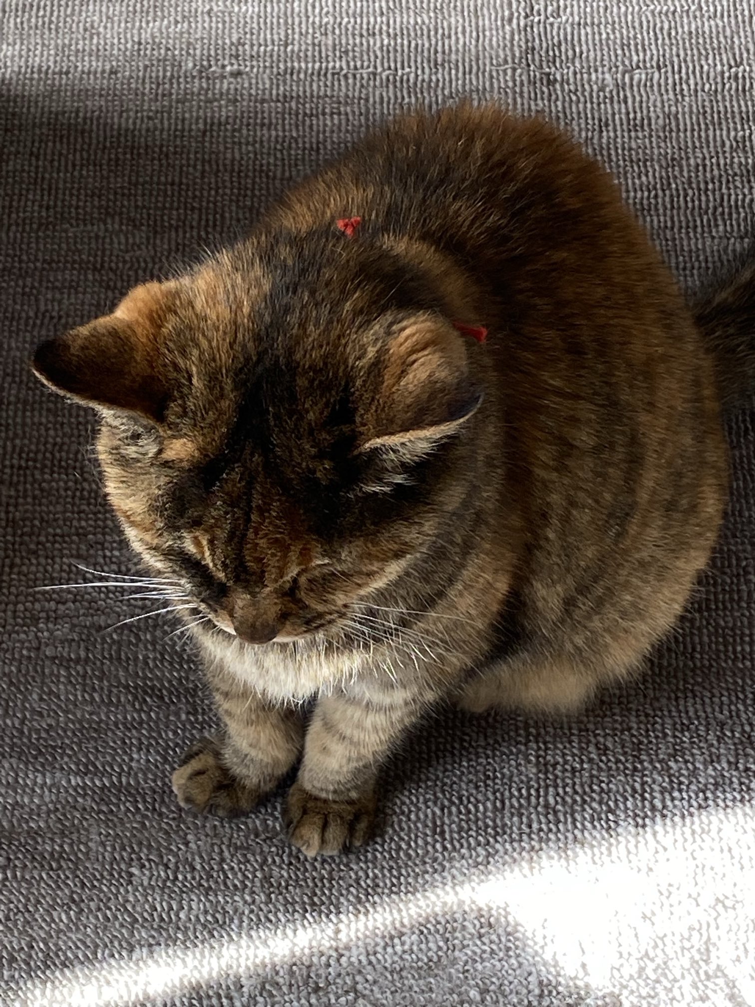 ねこ先輩 on X: 