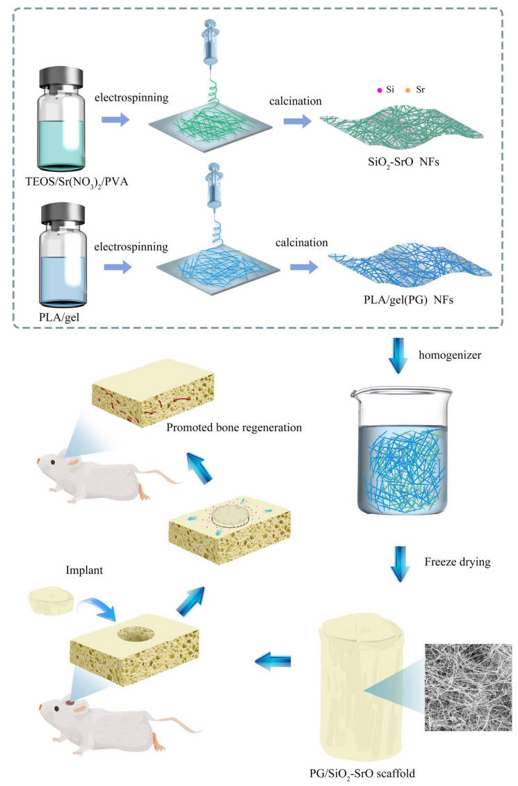 In Burns &amp; Trauma, this research presents a groundbreaking approach in bone tissue engineering. The study introduces a composite scaffold made from poly(lactic acid)/gelatin fibers and silica-strontium oxide nanofibers.
#Inorganic nanofiber
Details: doi.org/10.1093/burnst…