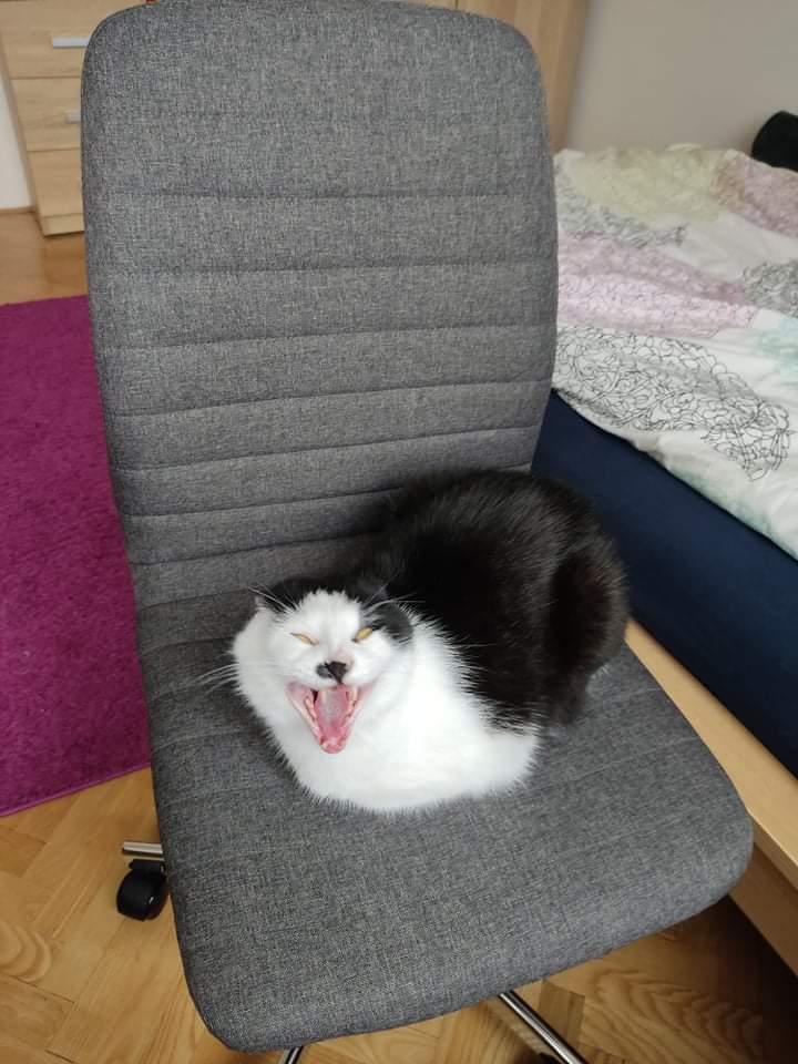 -What was very sweet but also extraordinary spicy?
-Kimchi
#ThrowbackThursday 
#cats