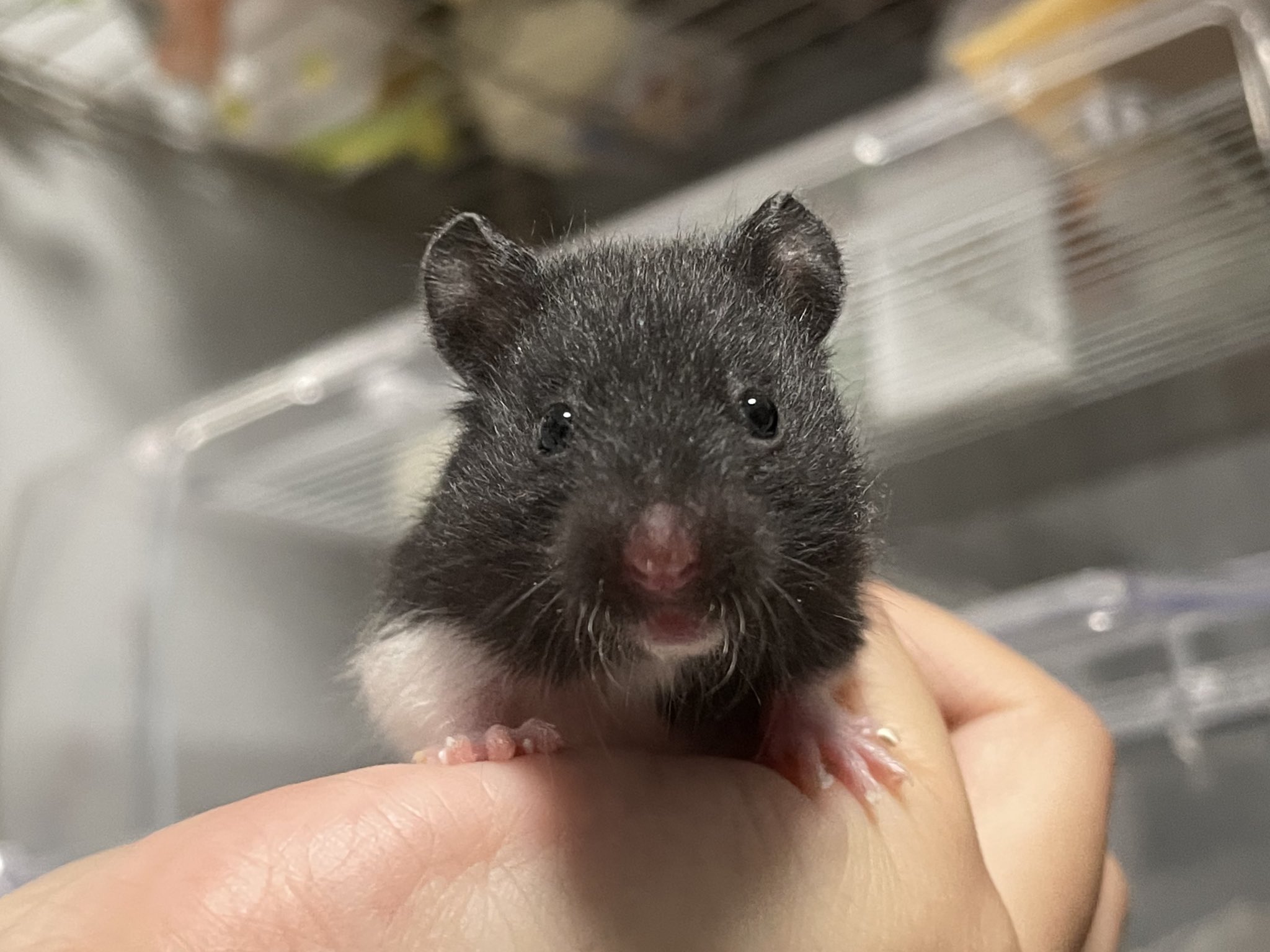 せんぱい🐹 on X: 