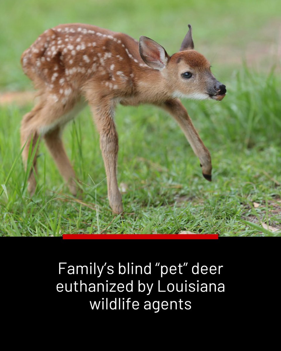 Last December, agents received an anonymous tip that a deer was living on the property. That’s when agents seized the animal and euthanized it, according to State Representative Lauren Ventrella&gt;&gt;fox8live.com/2025/08/06/i-t…