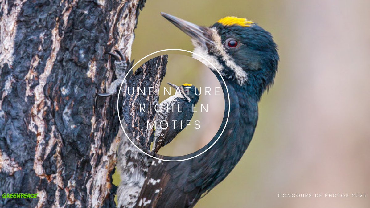 📸 Plus que quelques heures! act.gp/457TXRX
Le #ConcoursPhotoGreenpeace se termine ce soir! 
Ne manquez pas cette dernière chance d'immortaliser les motifs de la nature! 🌾
