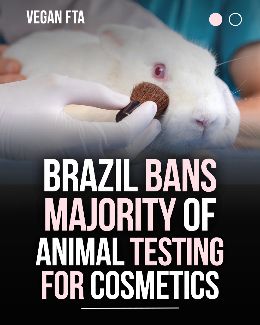 teamveganfta's tweet image. Brazilian legislators have taken a significant step towards ending the exploitation of nonhuman animals in the cosmetics industry by banning the use of live vertebrates. 🐇🚫💉

👉 Read more: ​​veganfta.com/articles/2025/…

#brazil #animaltesting #crueltyfree #vegannews…
