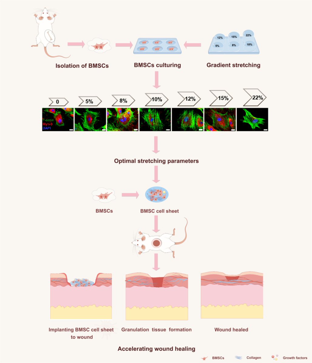 A new study published in Burns &amp; Trauma by researchers has demonstrated that mechanical stretching significantly enhances the therapeutic effects of bone marrow-derived mesenchymal stem cells for diabetic wound healing.
#Diabetic wound healing
Details: doi.org/10.1093/burnst…