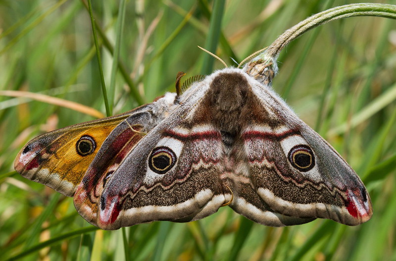Wales Nature Week /Wythnos Natur Cymru tweet media