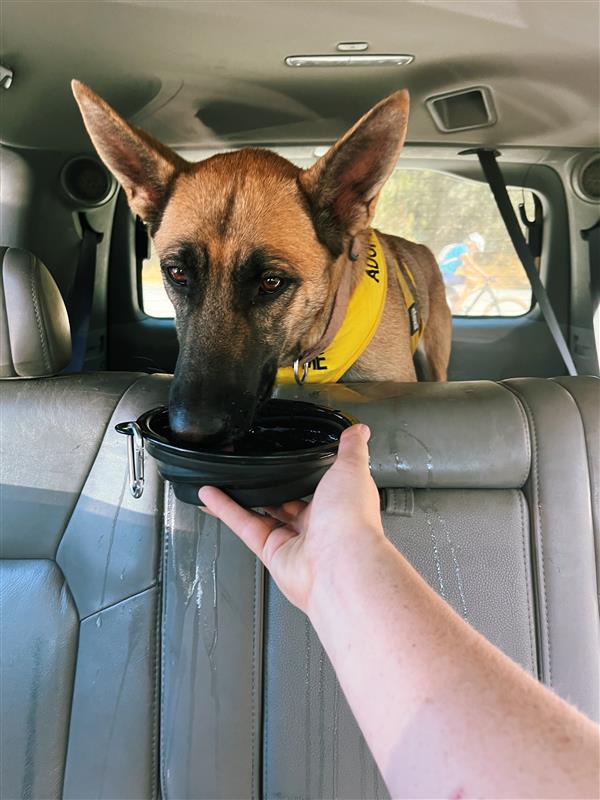 Sophie (A855004) hit the trail like a pro—calm, confident, and totally stunning. This smart, athletic girl thrives outdoors and may enjoy a doggy sibling. She's ready to be your new adventure buddy 🐾 Meet her at Bradshaw Animal Shelter!