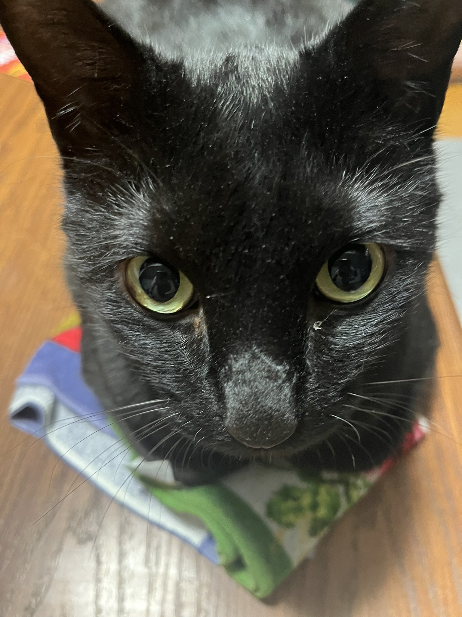 桜猫様確認ページ FBページができました