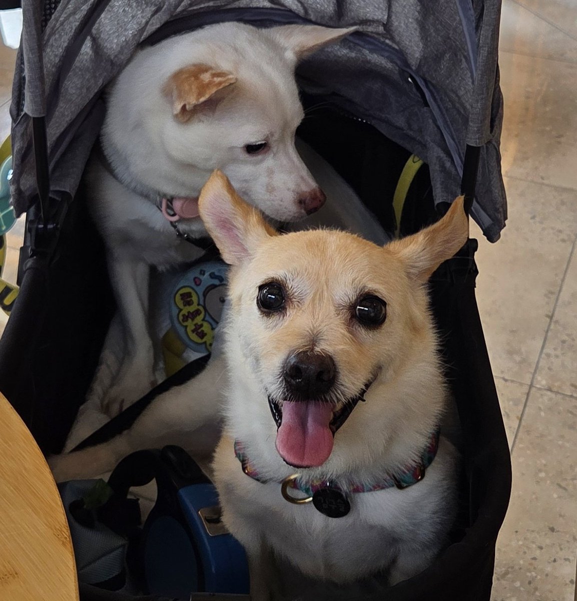 탐라에 실외배변견 실내배변 전환으로 고민 많으신 분들 보여서 저희 첫째 강아지 배변 팁을 살짝 알려드리자면 주변에 강아지 키우는 분들께 그 댁 강쥐가 쉬 한 패드를 얻어와서 집에 깔아놨어요 마킹하는 습관이 있어서 그런가 며칠만에 금방 성공 하더라구요!