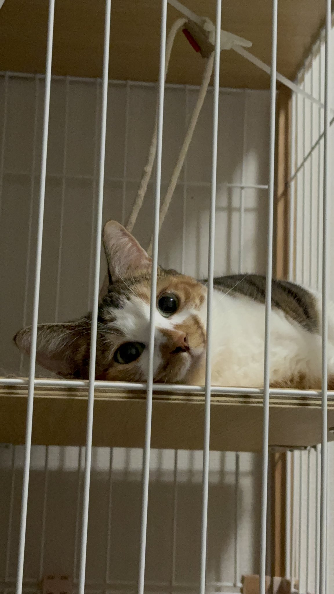 みけねこ 10点 oda0303_1.jpg