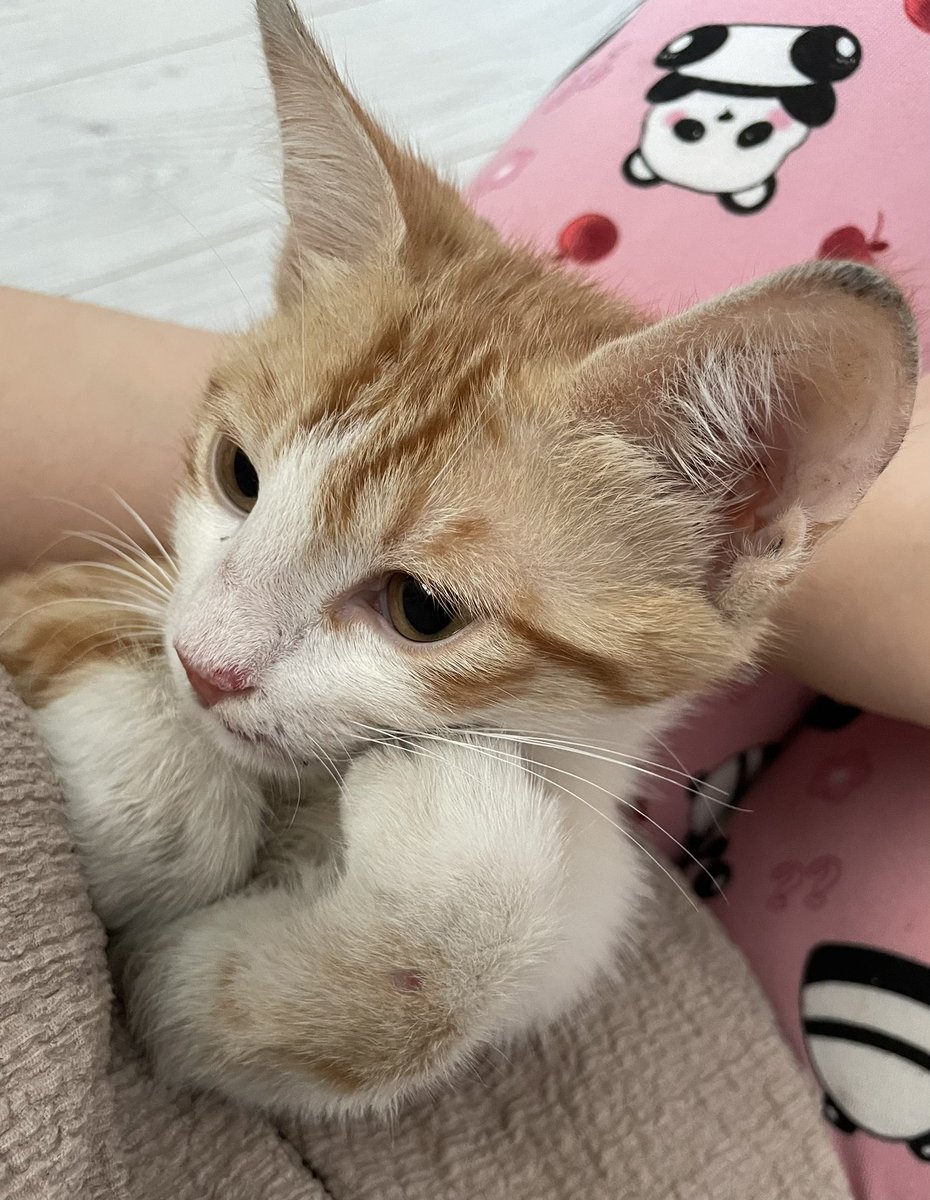 Ankara içinde yuva arıyoruz, evde kuşlarım olduğu için bakamıyorum bu güzel çocuğa.. 1.5 Aylık erkek iç dış parazit aşıları tamam. Sokakta diğer hayvanlardan dayak yiyip enfeksiyon kapmıştı. Dünyanın en uysal ve insan seven canlısı aşırı sırnaşık ve çok oyuncu🩵