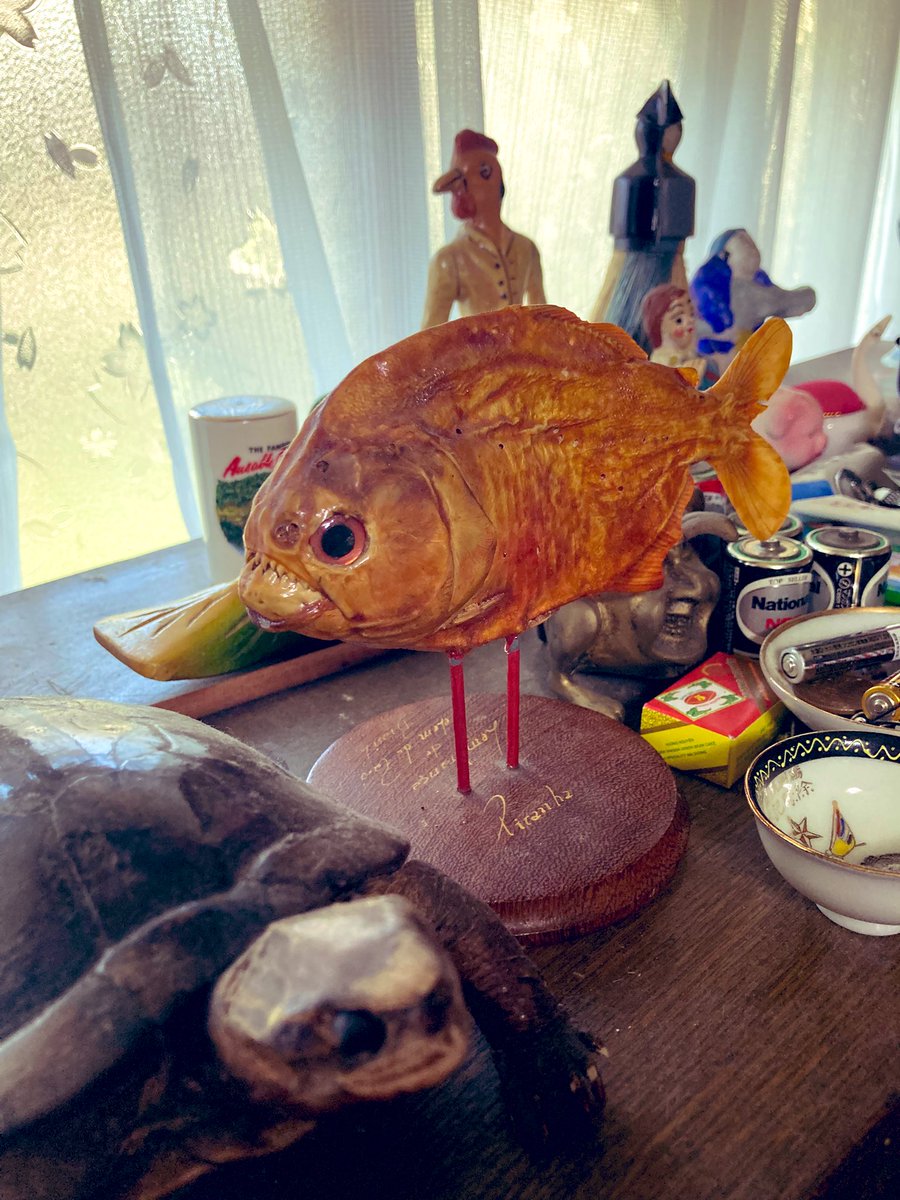 ずっと欲しかったピラニア買った