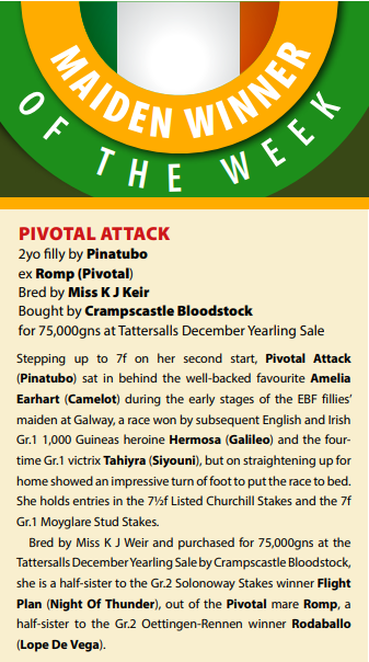 DarleyEurope's tweet photo. 🇬🇧 Maiden winner of the week for #Pinatubo! 🌋

G1-entered filly Pivotal Attack is one of a number of impressive juvenile winners for the sire in recent weeks 🔥

She followed in the footsteps of subsequent G1 winners Tahiyra and Hermosa with victory in the 7f @IrishEBF_  Maiden at the @Galway_Races Festival 🙌

@bloodstocknews | @elkingtonstud