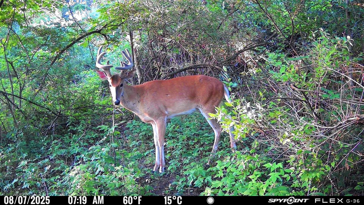 Greatlakesgirl_'s tweet image. Nice yearling. 

#SPYPOINT