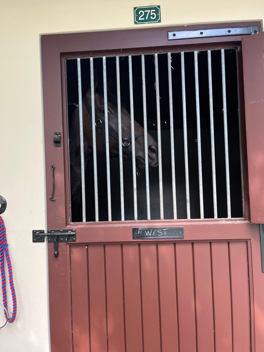 ⭐ Entry Alert ⭐ 
Michelangelo ready to go in the 5.05 (UK time) at Deauville. <a href="/lemaitre60LA/">aurelien Lemaitre</a> takes the ride

Good luck to all involved!