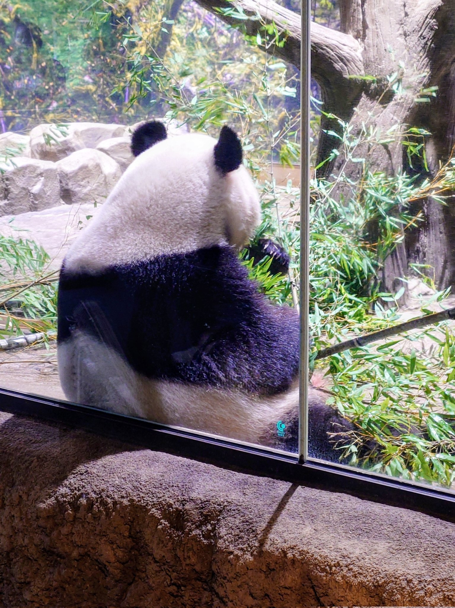 くましゃん、落花生人(毛はえちゃった)、へびしゃんぽしぇっと パンダの赤ちゃん（楓浜）】朝から元気いっぱい☆（331日齢