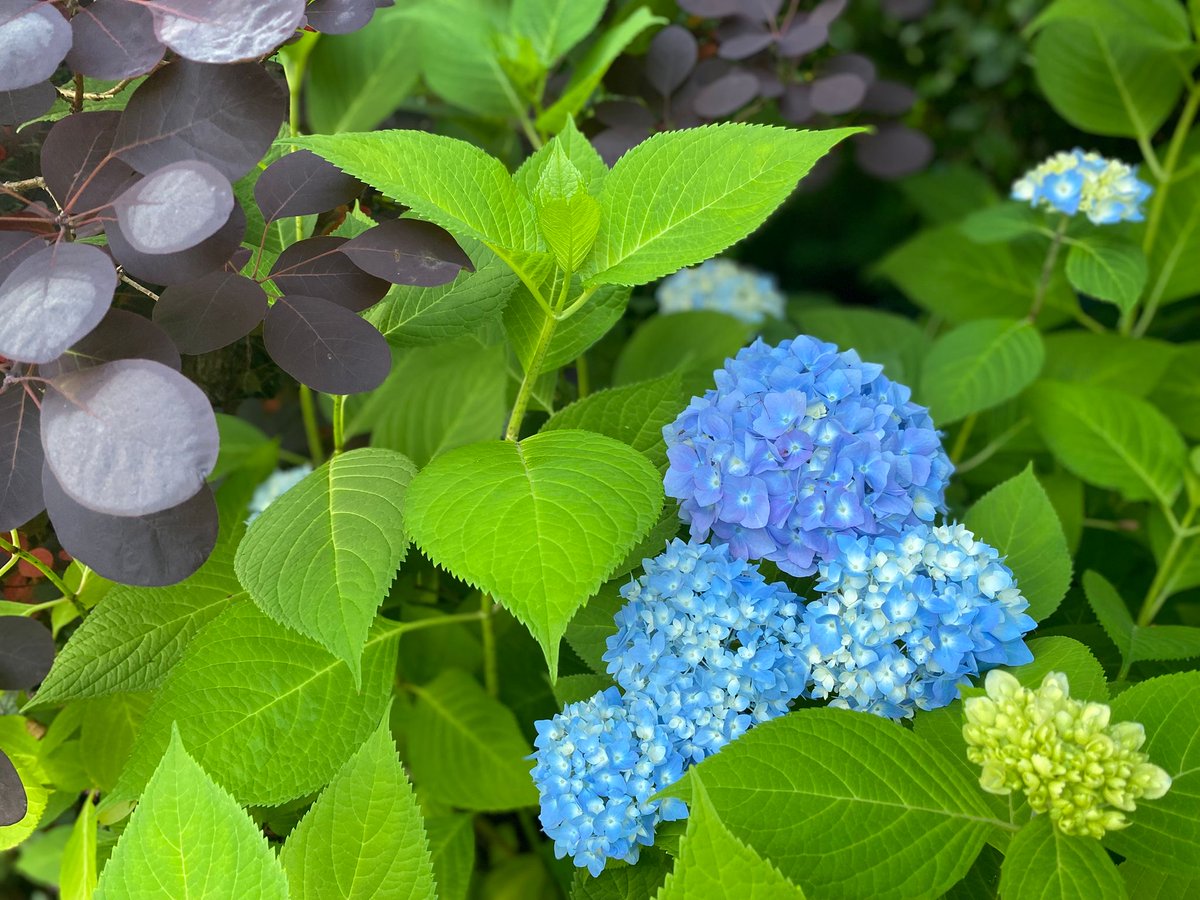 maryanne_pope's tweet image. "To nurture a garden is to feed not just the body, but the soul." - Alfred Austin

#gardenpeace #gardenlover #ThursdayThoughts