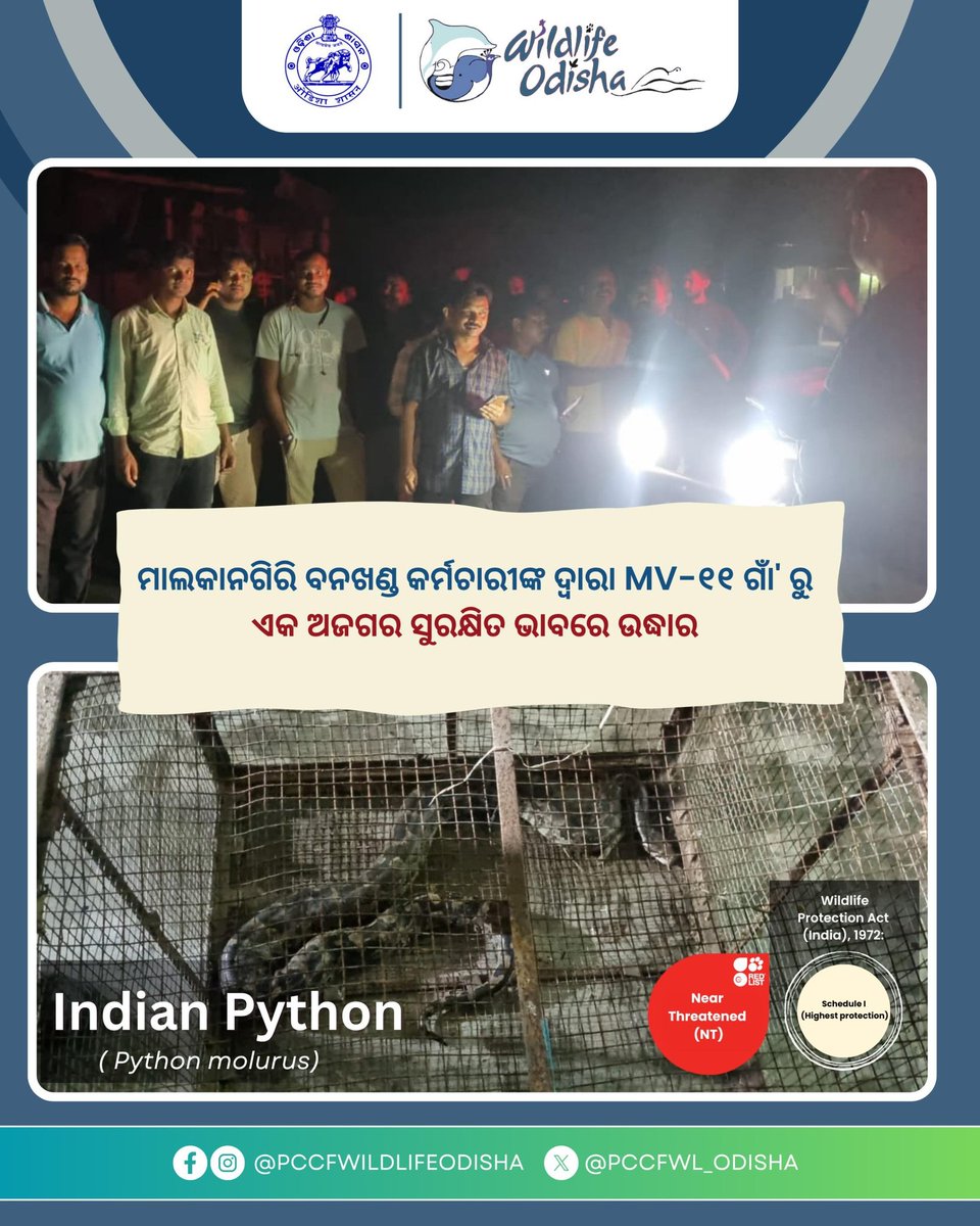 PCCFWL_Odisha's tweet image. ମାଲକାନଗିରି ବନଖଣ୍ଡ କର୍ମଚାରୀଙ୍କ ଦ୍ୱାରା MV-୧୧ ଗାଁ&apos; ରୁ ଏକ ଅଜଗର ସୁରକ୍ଷିତ ଭାବରେ ଉଦ୍ଧାର କରାଯାଇଛି । ପରେ ଉକ୍ତ ଅଜଗରଟିକୁ ସୁରକ୍ଷିତ ଭାବରେ ଏହାର ପ୍ରାକୃତିକ ବାସସ୍ଥାନରେ ଛାଡ଼ି ଦିଆଯାଇଛି । 
#WildlifeRescue #IndianPython #MalkangiriForest
