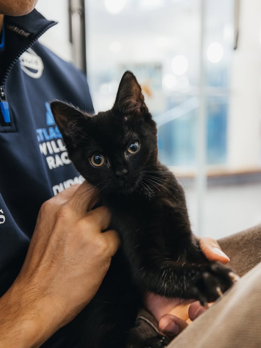 siantheaaa's tweet image. NEW ALEX W/ ANIMALS PICS HAVE HIT THE ALBONATION TOWERS 🚨