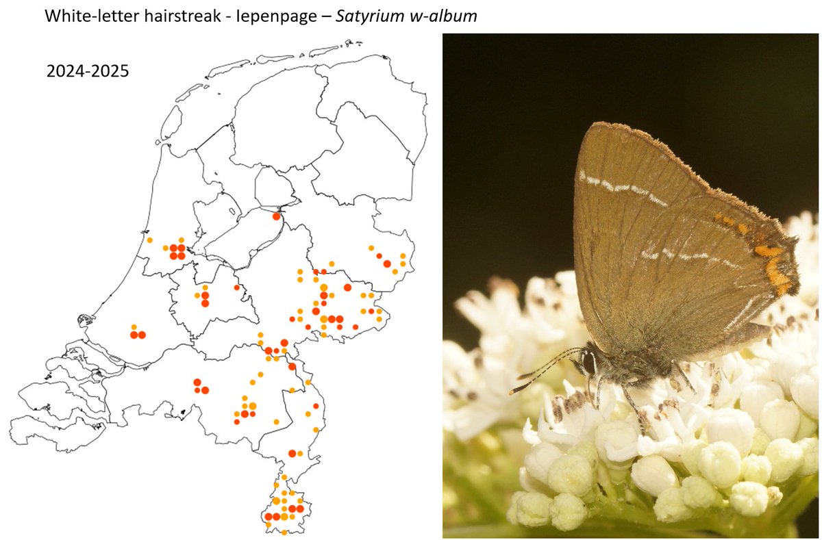 The White-letter hairstreak (S w-album, Iepenpage) was always very rare in NL, but is now widely distributed over N and C NL. This is partly as we now know how to spot the species, but also true expansion.