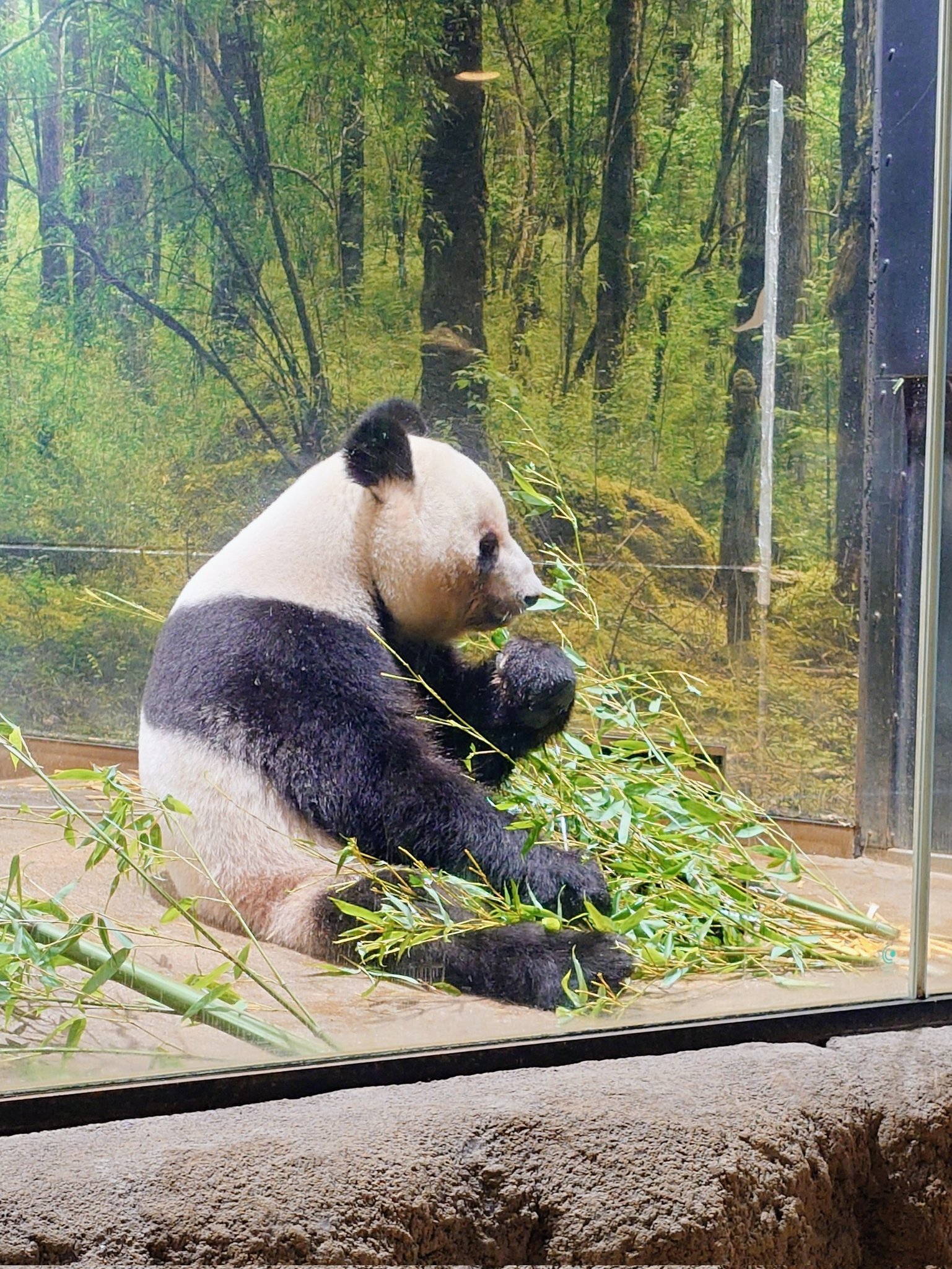 パンダ•*¨*•.¸♬︎ 6点リクエスト Panda (@Panda23577667) / X