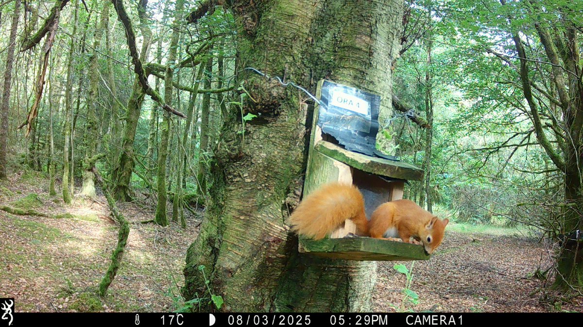 Wiwer goch hyfryd yng Nghlocaenog ar y bwydwr heddiw! Mor braf gweld y creaduriaid prin yma'n ffynnu. 🐿️🍂 #WiwerGoch #Clocaenog