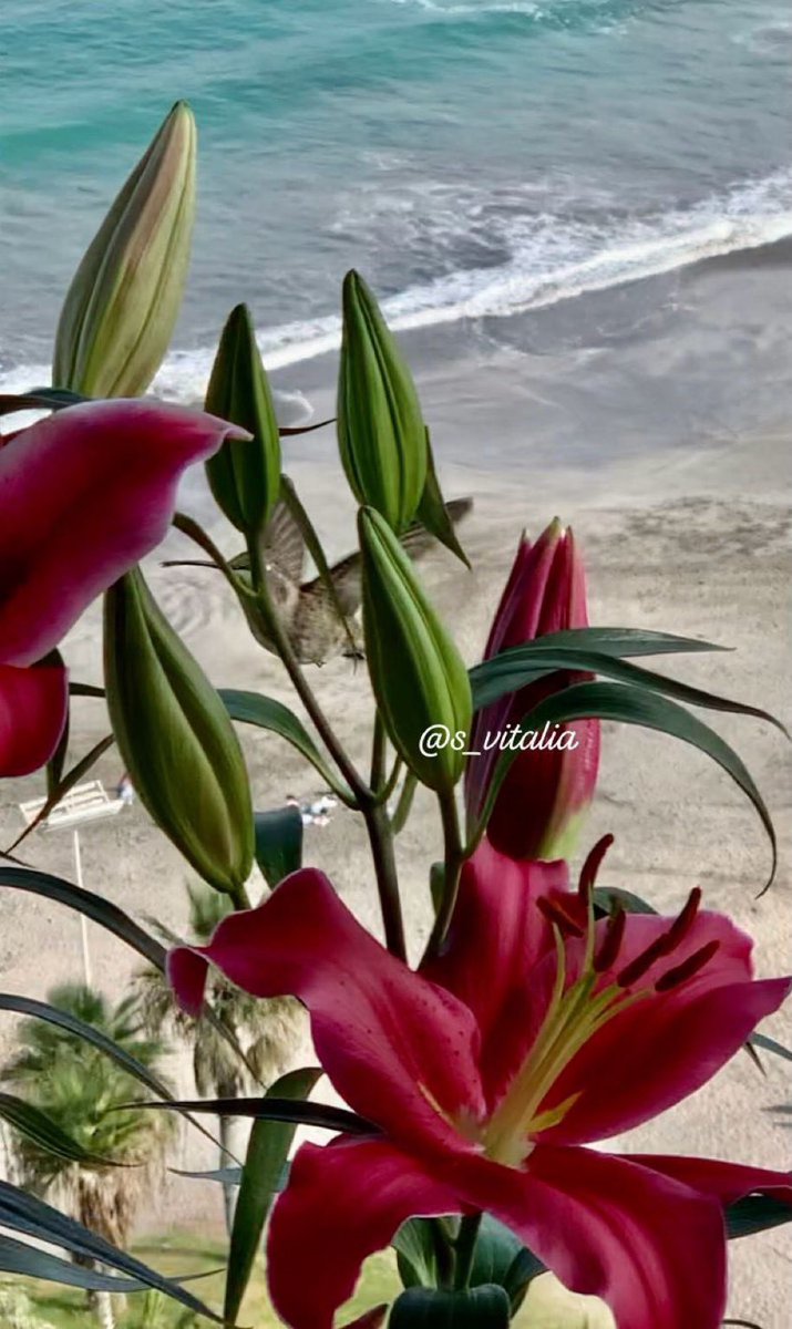 Sonríe, que la vida vuela…
Gran jueves para ti♥️
 #iquique #7agosto #VitaColibri #CarpeDiem #avesEnVuelo #MiColibri 
#colibri #picaflor #hummingbird 
#birdphotography #bird #birdlovers  #birdsonearth #birdsCaptures #birdsphotography