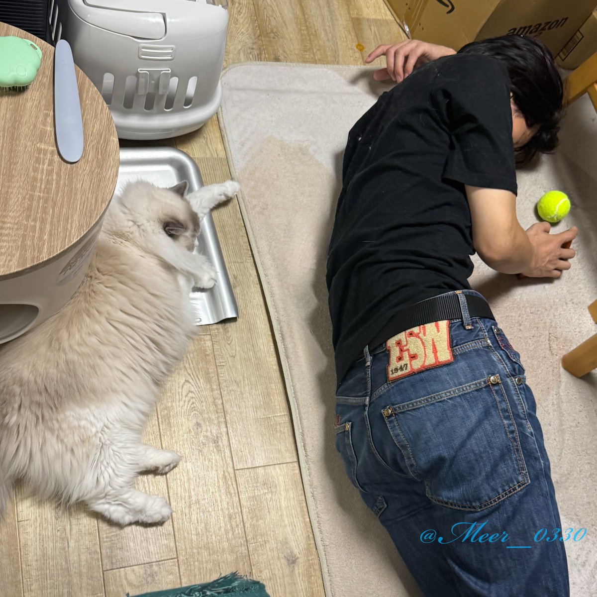 同じカッコで寝てて笑った

#ねこかわいいね #ラグドール