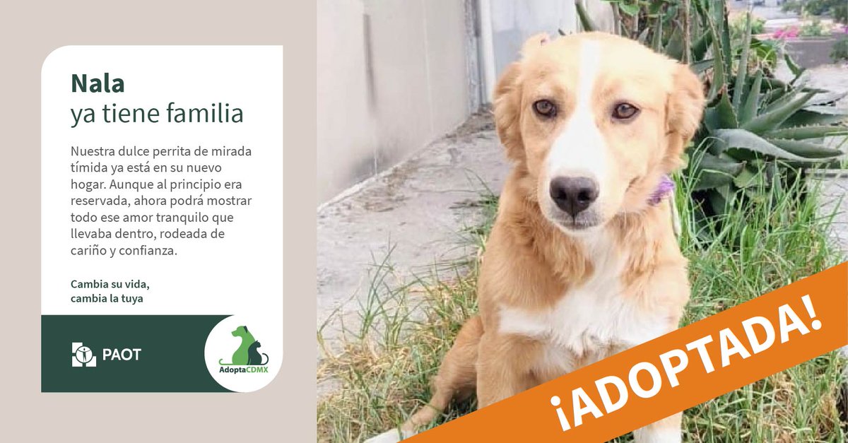Nala ¡Ya tiene familia!. Con su mirada tierna y su dulzura extrema, conquistó corazones y hoy comienza una nueva vida en un hogar amoroso.  Al adoptar😍, no solo #CambiaSuVida #CambiaLaTuya.📷