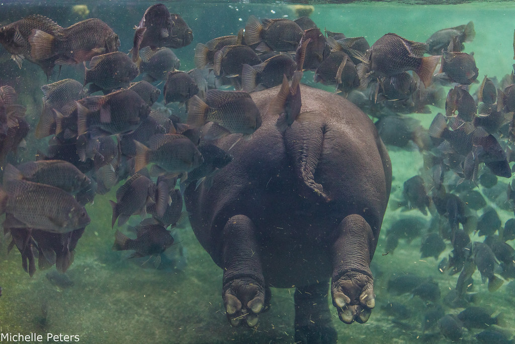 Cincinnati Zoo tweet media