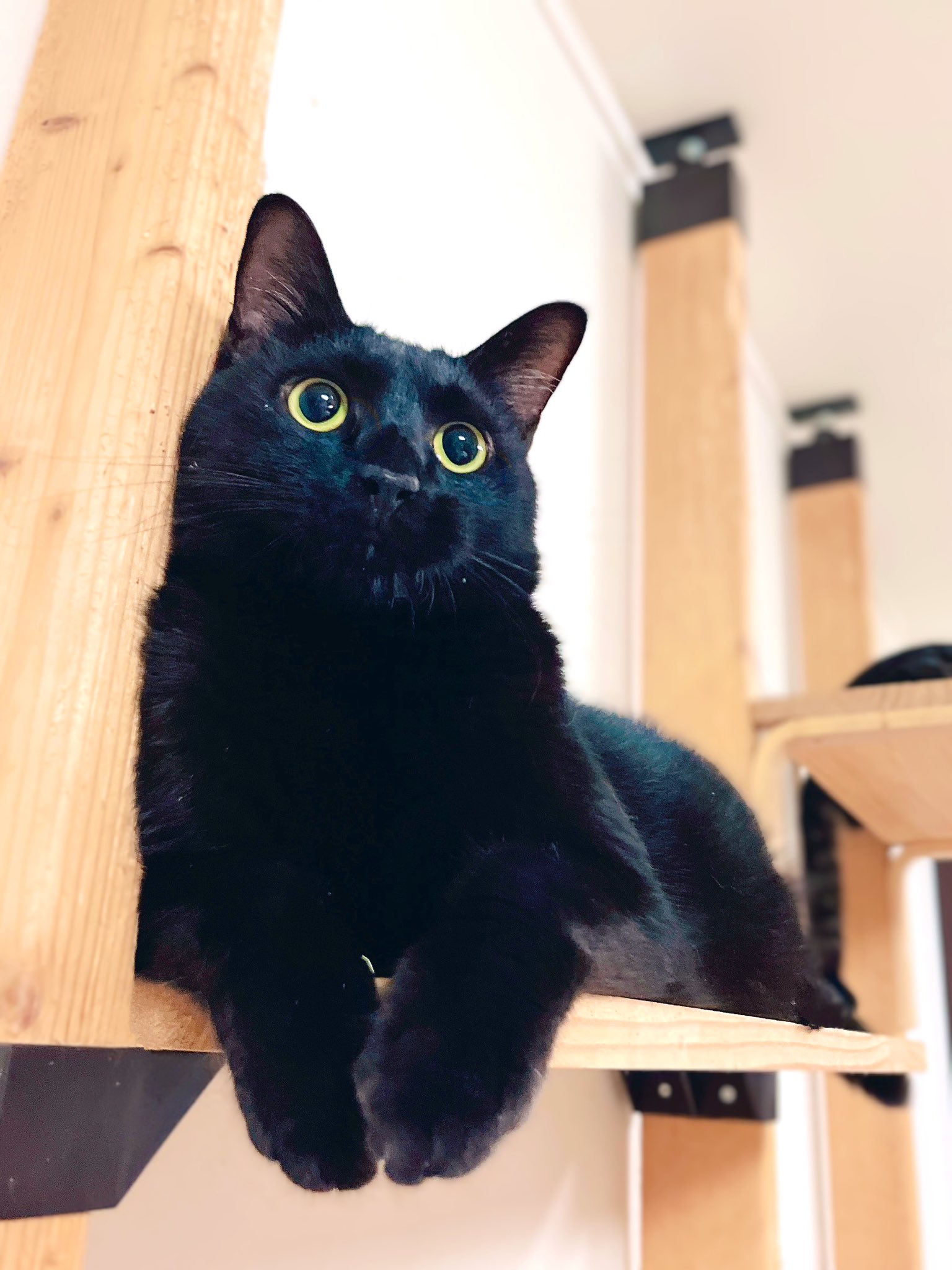 猫野四季＊ on X: 