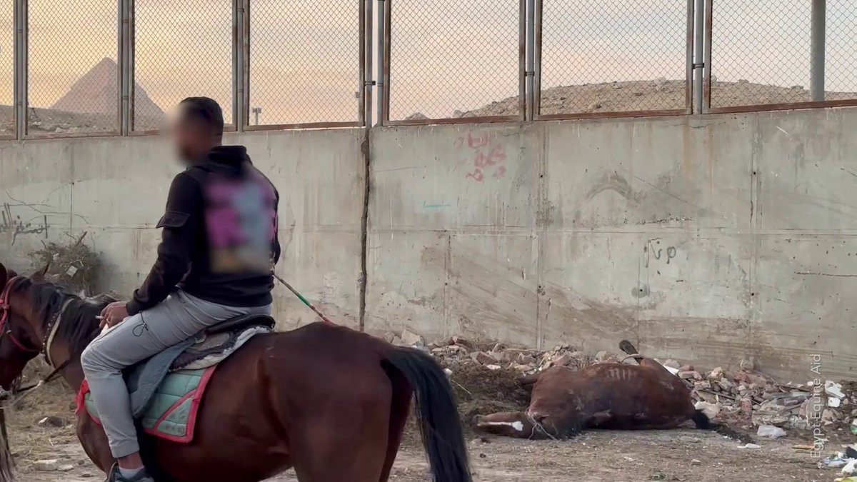Toute personne qui prévoit d’aller en #Égypte doit voir la vérité. Voilà ce qui arrive aux chevaux utilisés pour les balades touristiques 😔