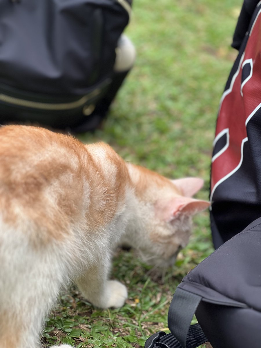 stasiuncayang's tweet image. lucu deh aku cinta #fisipui #satufisip 
#fisipjuara #rawr #maung #rezamaskotfisip?