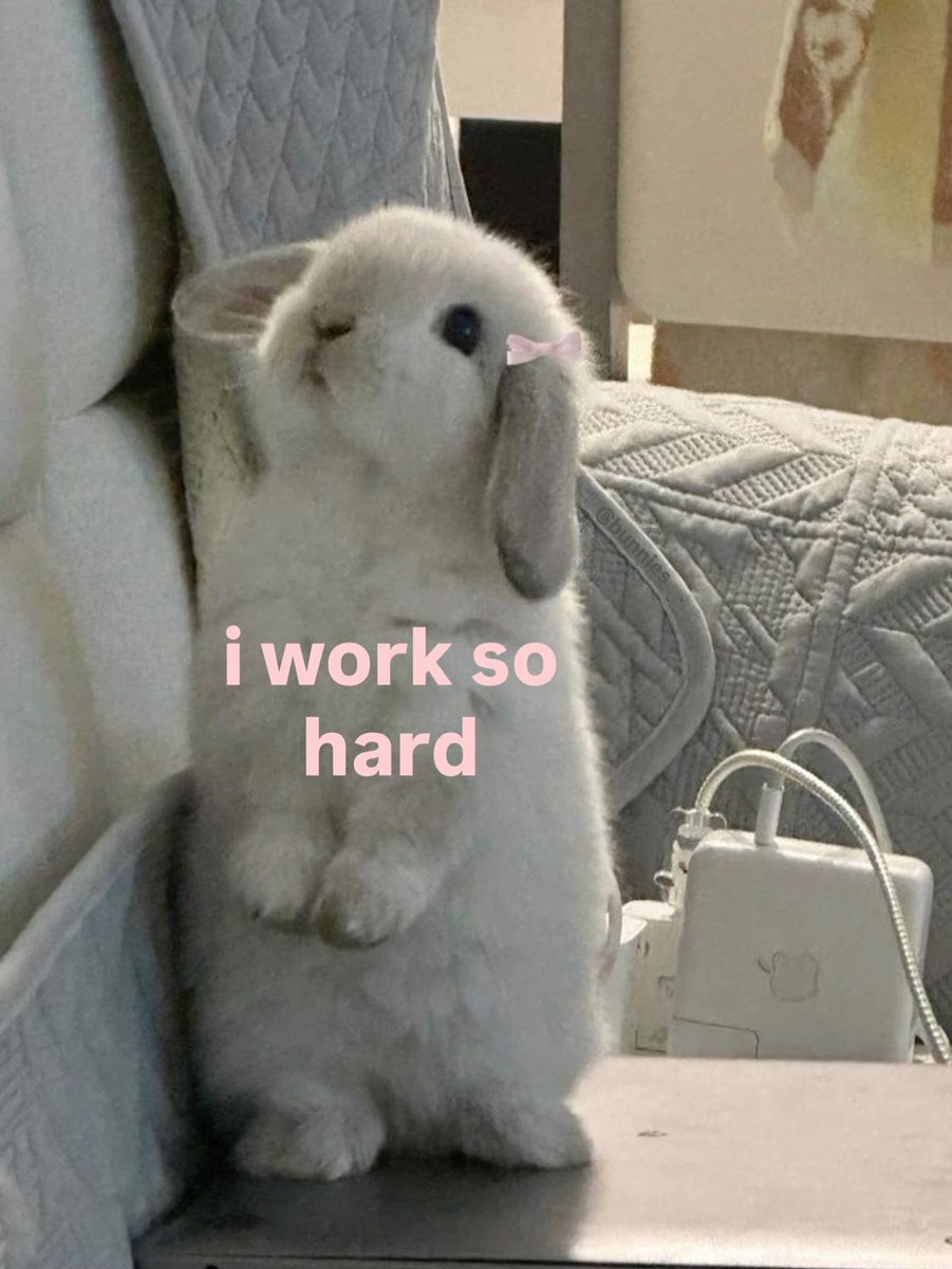 Bunnies (@bunnies) on Twitter photo 