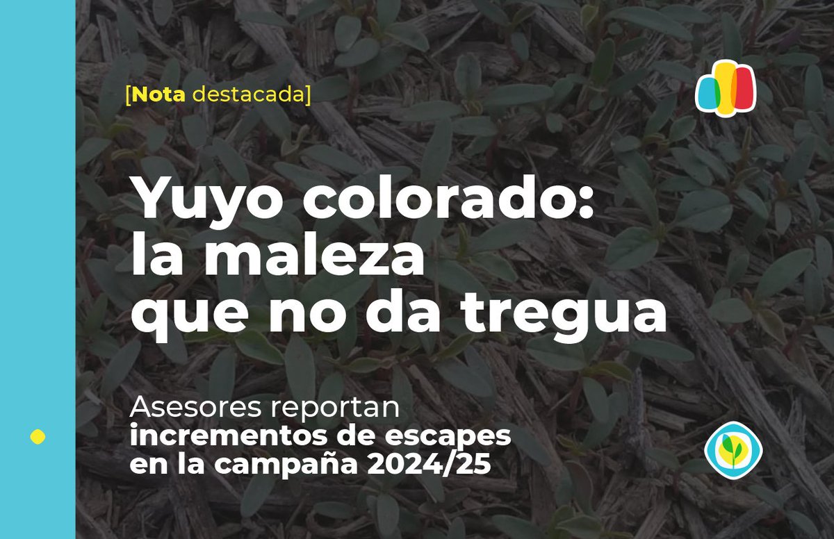 🗞 Nota destacada 

🌿⬆️ Escapes de #YuyoColorado en aumento.  

El 76,8% de asesores relevados por la #RedDIMA de <a href="/AAPPCE/">AAPPCE</a> detectó fallas de control en la última campaña, aún con preemergentes aplicados.

 ¿Cuáles son las causas? 👉bit.ly/45trXHm