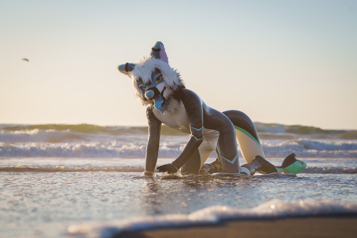 🐶 Zashi Mi 🔜 LVFC, FWA (@washizashi) on Twitter photo Jumping on the bandwagon!
I haven't taken much photos recently but I definitely see myself as a photographer first! Here are just some of my favorites ❤️
Showcasing <a href="/ChatahSpots/">ミーゴー💢🔜AFC🇺🇲,SK🇰🇷,獸無限🇹🇼,ケモコン🇯🇵</a>
Amazing work at no. 4!
📷 Photographers, share some of YOUR favorite work Jumping on the bandwagon!
I haven't taken much photos recently but I definitely see myself as a photographer first! Here are just some of my favorites ❤️
Showcasing <a href="/ChatahSpots/">ミーゴー💢🔜AFC🇺🇲,SK🇰🇷,獸無限🇹🇼,ケモコン🇯🇵</a>
Amazing work at no. 4!
📷 Photographers, share some of YOUR favorite work