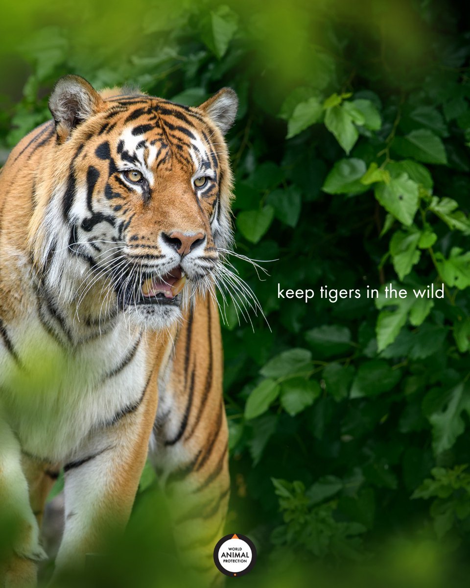 Keep them wild. 🧡🐯