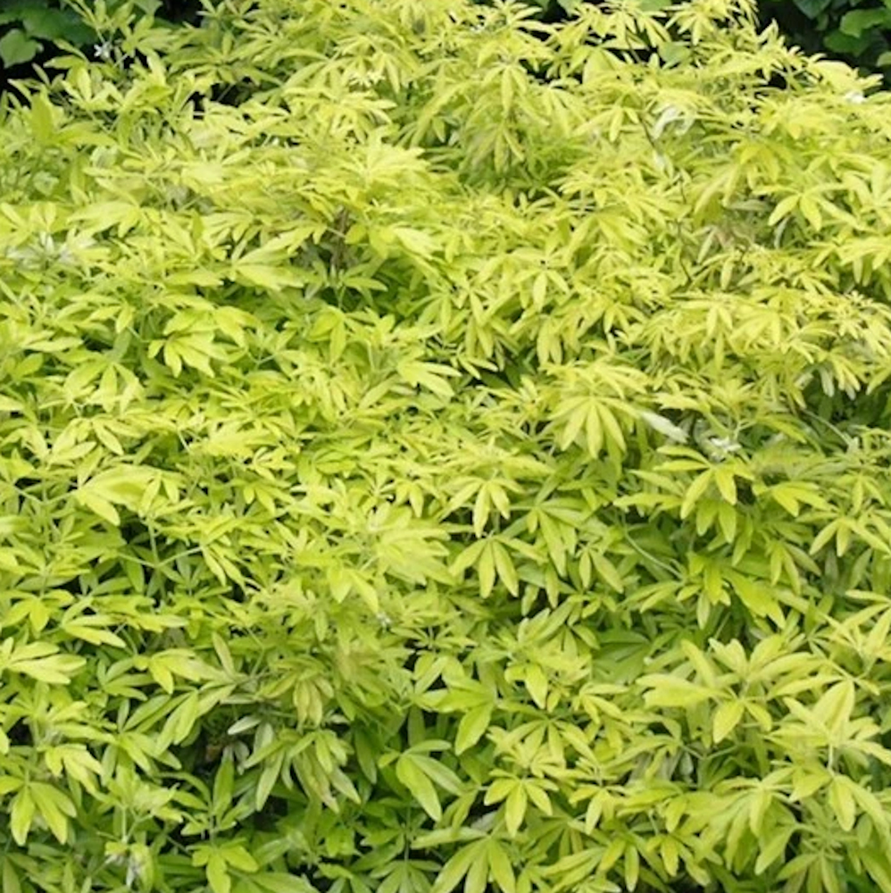 Longacres Garden Centres tweet media