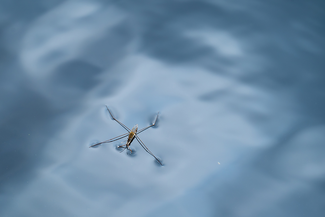 loj5407's tweet photo. Common pond skater  (Gerris lacustris)  walking on the water  and looking for insects to eat.
#waterstrider #insect #water #skater #predator #gerris #NaturePhotography #NatureLovers https://t.co/zUT2Yg7gER