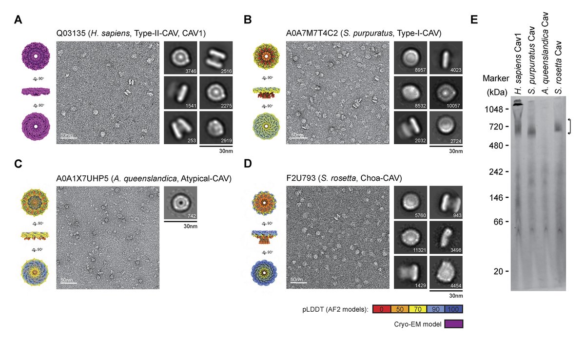JCellBiol's tweet image. Kenworthy et al @MedicineUVA explore the evolutionary history of caveolins. Using computational predictions &amp;amp; #CryoEM, the authors show both animal &amp;amp; choanoflagellate caveolins assemble into amphipathic disks composed of seven conserved structural elements hubs.la/Q03BN8r40