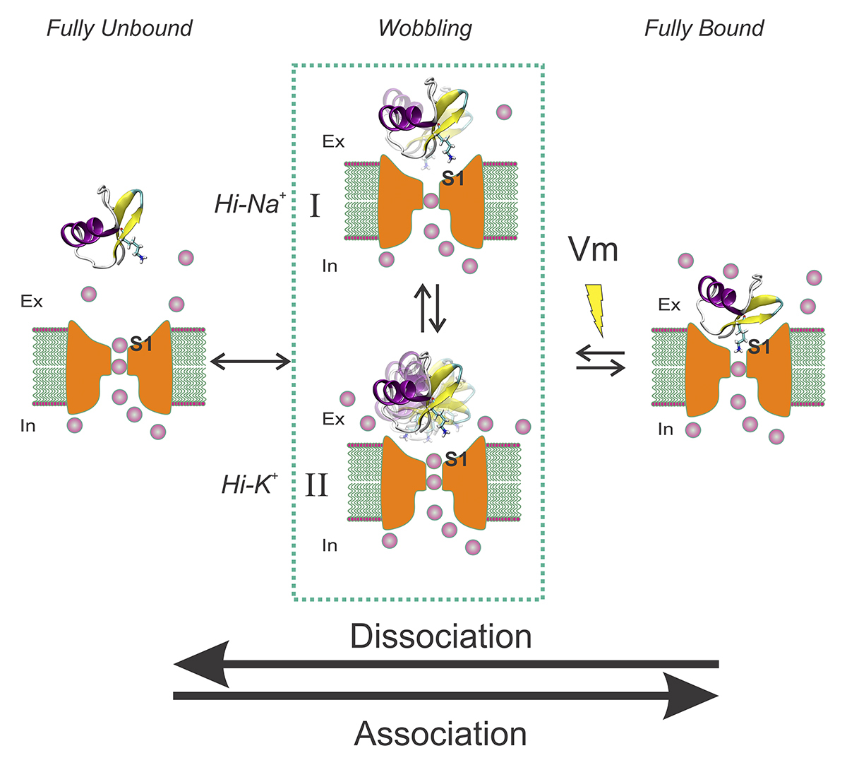 The Naranjo group show that charybdotoxin binding to Shaker K⁺ channels is temperature-sensitive in high external K⁺ but not in high external Na⁺. Binding of CTX to Shaker appears to be diffusion limited and, counterintuitively, is temperature dependent hubs.la/Q03BNs4c0